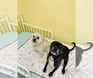 Luna - Female Buggs Dog for Adoption - Photo #3