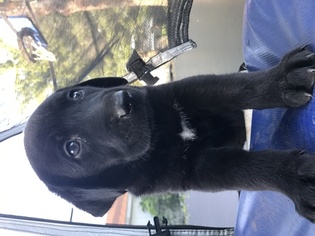 Labrador Retriever Puppy for sale in JACKSONVILLE, IL, USA