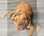 Small #4 American Pit Bull Terrier Mix