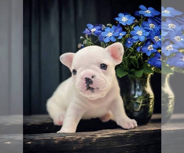 Medium Photo #14 French Bulldog Puppy For Sale in WILDOMAR, CA, USA