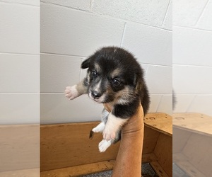 Pembroke Welsh Corgi Puppy for Sale in OCALA, Florida USA