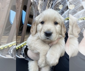 Golden Retriever Puppy for Sale in UKIAH, California USA