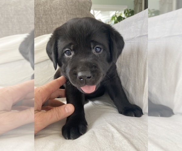 Medium Photo #2 Labrador Retriever Puppy For Sale in NEW HOLLAND, PA, USA