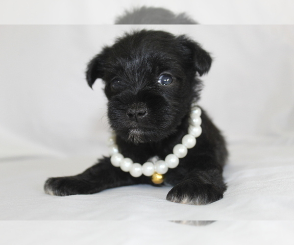 Medium Photo #7 Schnauzer (Miniature) Puppy For Sale in BROOKSVILLE, FL, USA