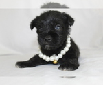 Small #6 Schnauzer (Miniature)
