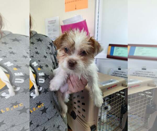 Medium Photo #3 Mutt Puppy For Sale in Candler, NC, USA