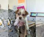 Small #2 Mutt