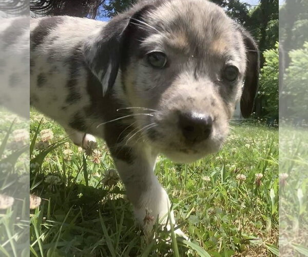 Medium Photo #4 Catahoula Leopard Dog-Labrador Retriever Mix Puppy For Sale in Aurora, IN, USA
