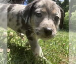 Small #3 Catahoula Leopard Dog-Labrador Retriever Mix