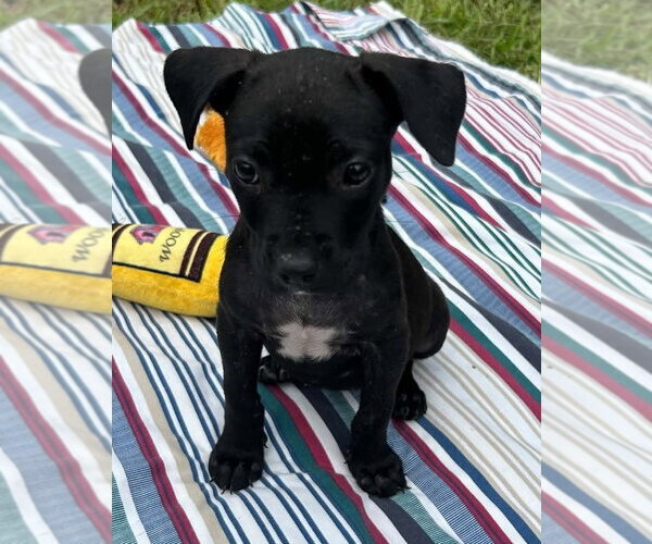 Medium Photo #2 Bulldog-Labrador Retriever Mix Puppy For Sale in Tarrytown, GA, USA