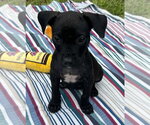 Small #1 Bulldog-Labrador Retriever Mix