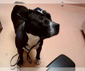 Mutt Dogs for adoption in Martinez, CA, USA