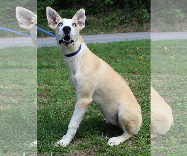 Medium Photo #2 Siberian Husky-Unknown Mix Puppy For Sale in Prattville, AL, USA