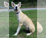 Small #1 Siberian Husky Mix