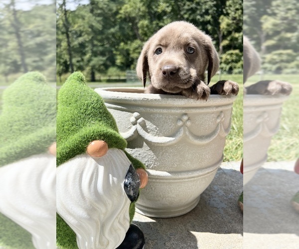 Medium Photo #7 Labrador Retriever Puppy For Sale in NEOLA, WV, USA
