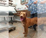 Small #2 Labrador Retriever Mix