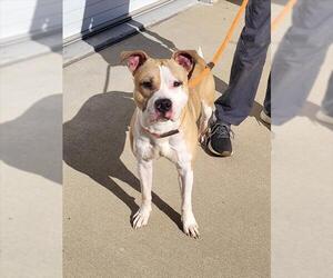 Mutt Dogs for adoption in Louisville, KY, USA