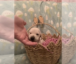 Dachshund Puppy for sale in DENHAM SPRINGS, LA, USA