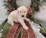 Small Photo #4 Goldendoodle Puppy For Sale in RIO RANCHO, NM, USA