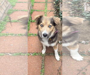 Collie-Unknown Mix Dogs for adoption in Sandy, UT, USA