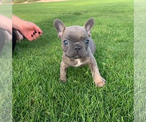 French Bulldog Puppy for sale in FLORENCE, AZ, USA