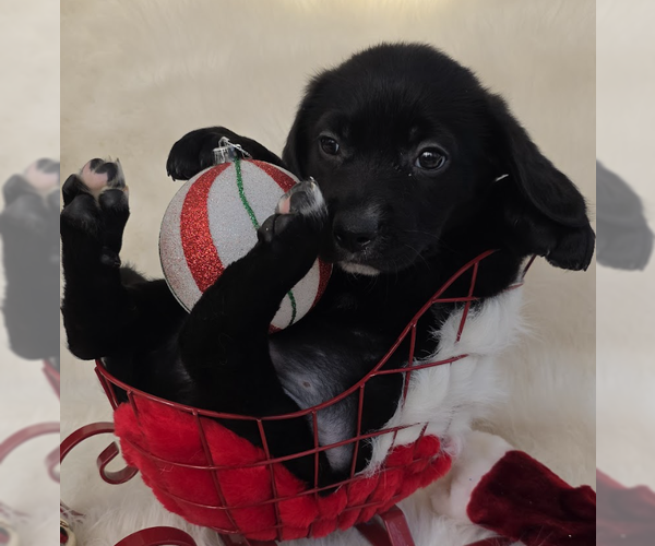 Medium Photo #3 Mutt Puppy For Sale in Brooklyn, NY, USA