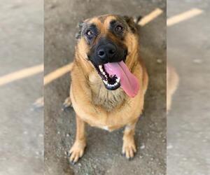 German Shepherd Dog Dogs for adoption in Riverside, CA, USA