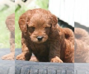 Goldendoodle Puppy for sale in CANAL STREET, NY, USA