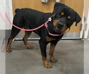 Rottweiler Dogs for adoption in Forestville, MD, USA