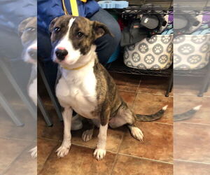 American Staffordshire Terrier Dogs for adoption in Amarillo, TX, USA