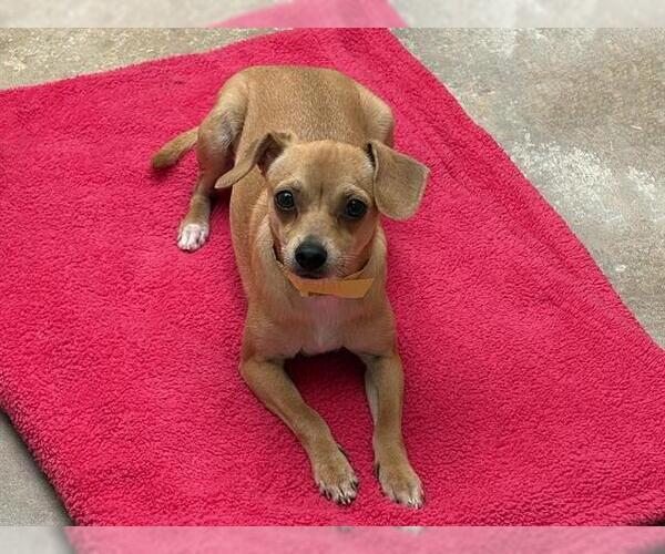 Medium Photo #1 Chihuahua Puppy For Sale in Ojai, CA, USA