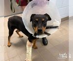 Small #2 Rottweiler Mix