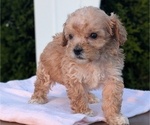 Small Photo #53 Poodle (Miniature) Puppy For Sale in GOSHEN, IN, USA