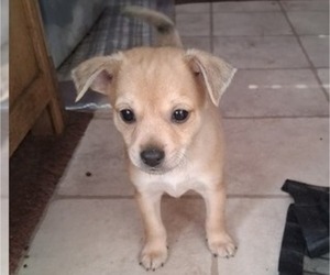 Chipin Puppy for sale in CRESWELL, OR, USA