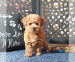 Small #2 Poochon