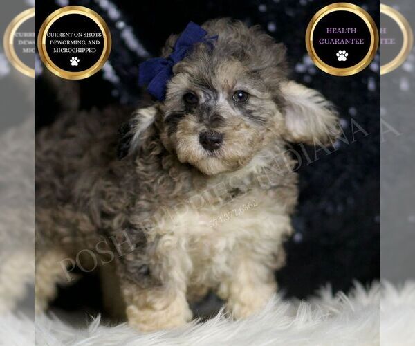 Medium Photo #104 Poodle (Toy) Puppy For Sale in WARSAW, IN, USA
