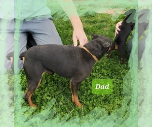 Father of the Miniature Pinscher puppies born on 03/06/2023