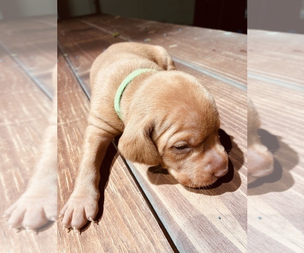 Medium Photo #1 Vizsla Puppy For Sale in AGUA DULCE, CA, USA