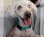Small #3 Poodle (Miniature)