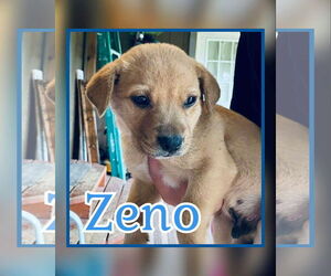 Labrador Retriever-Unknown Mix Dogs for adoption in NEWPORT NH, NH, USA