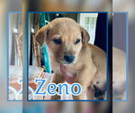 Small Labrador Retriever Mix
