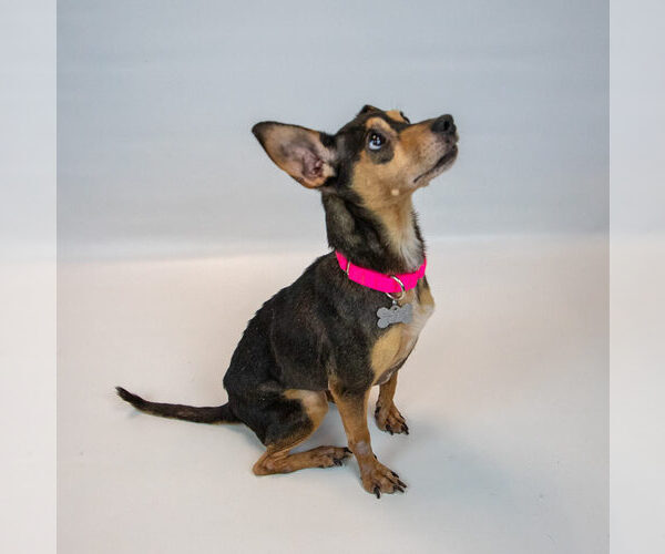 Medium Photo #5 Chihuahua-Unknown Mix Puppy For Sale in Kennesaw, GA, USA