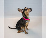 Small #4 Chihuahua Mix