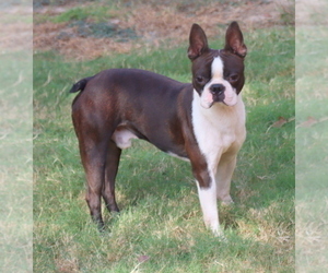 Father of the Boston Terrier puppies born on 11/22/2022