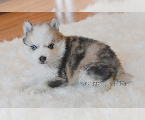 Medium Photo #4 Pomsky Puppy For Sale in KANSAS CITY, MO, USA