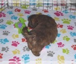 Small Photo #2 Shorkie Tzu Puppy For Sale in ORO VALLEY, AZ, USA