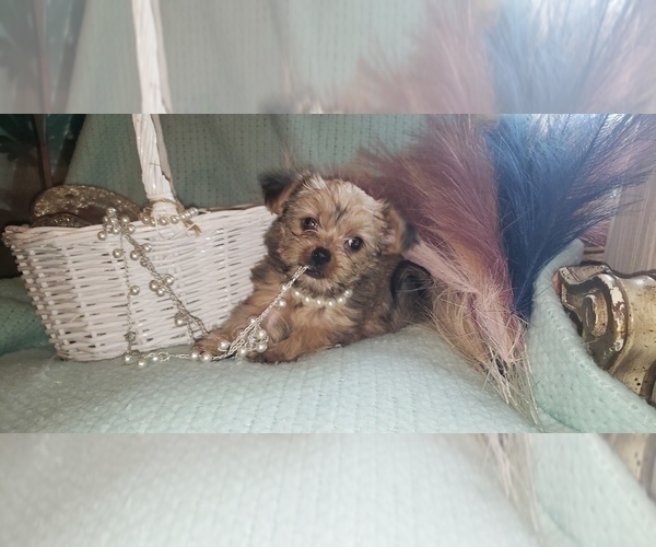 Medium Photo #58 Shorkie Tzu Puppy For Sale in NEVADA, TX, USA
