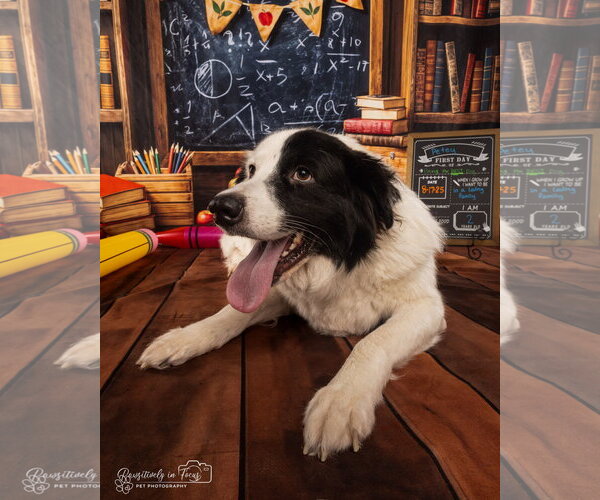 Medium Photo #33 Aussie Pyrenees Puppy For Sale in Houston, TX, USA