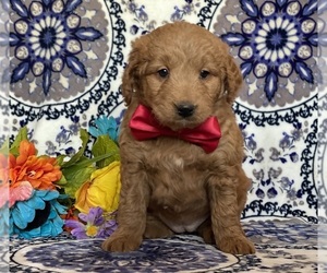 Goldendoodle (Miniature) Puppy for sale in LANCASTER, PA, USA