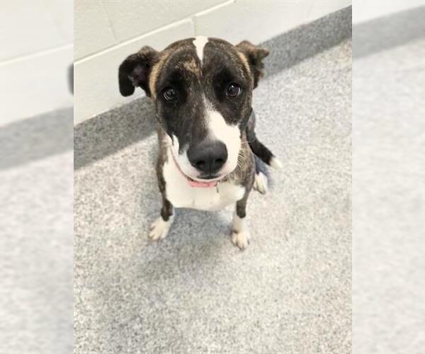 Medium Photo #2 Labrador Retriever-Unknown Mix Puppy For Sale in Houston, TX, USA